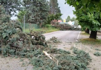 Alberi abbattuti dal maltempo